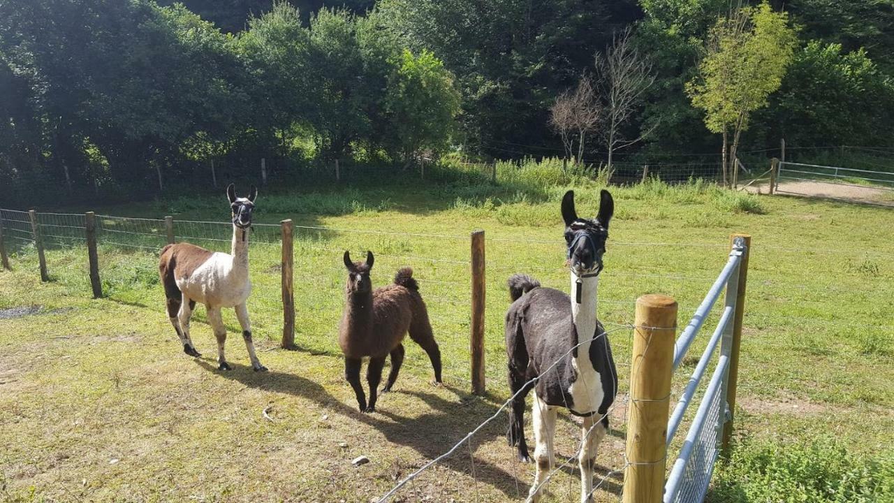 La Ferme Des Andes - Gite L'Atelier Quins Eksteriør billede