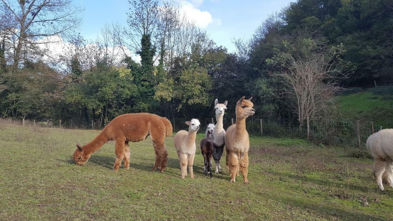 La Ferme Des Andes - Gite L'Atelier Quins Eksteriør billede